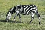 Zebra stepn�