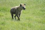 Hyena skvrnit�