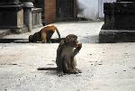 Opice v Kathmandu